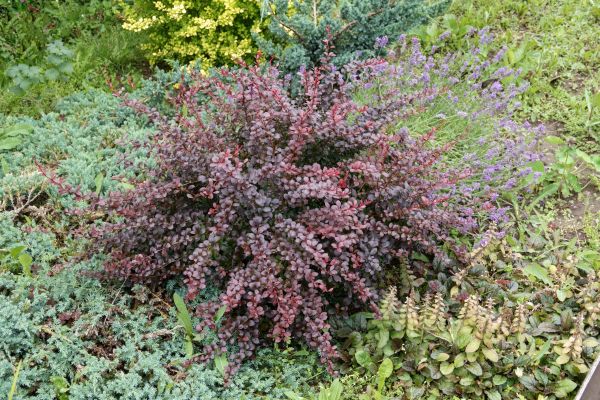 Cost of Japanese Barberry Removal in Englewood
