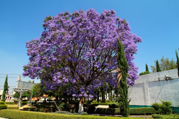 Cost of Jacaranda Pruning in Englewood