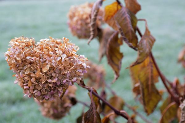 Cost of Hydrangea Removal in Englewood