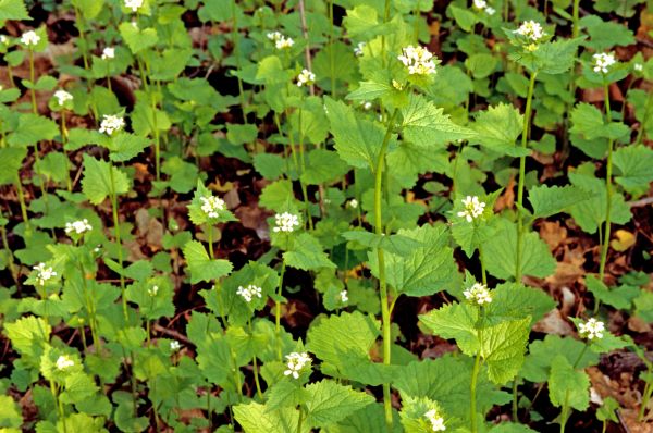 Cost of Garlic Mustard Removal in Englewood
