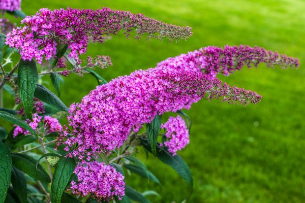 Cost of Butterfly Bush Removal in Englewood