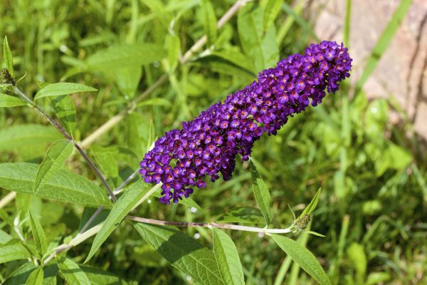 Butterfly Bush Pruning in Englewood