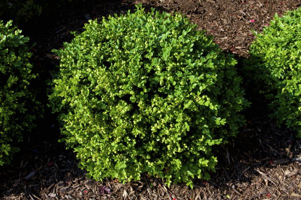Cost of Boxwood Removal in Englewood