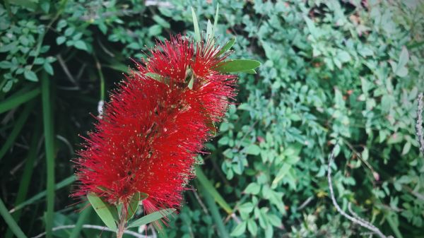 Cost of Bottlebrush Pruning in Englewood