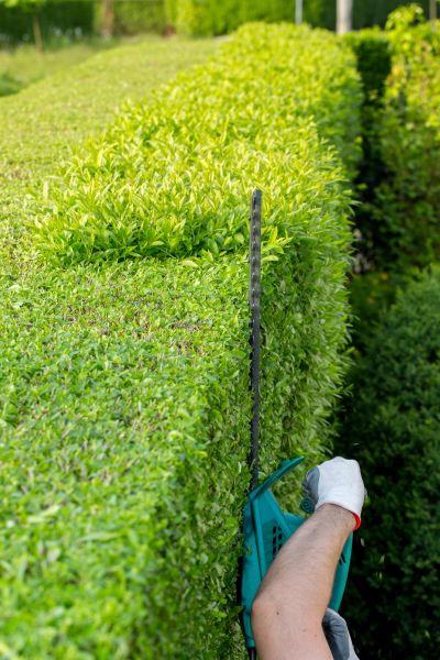 Hedge Trimming in Englewood